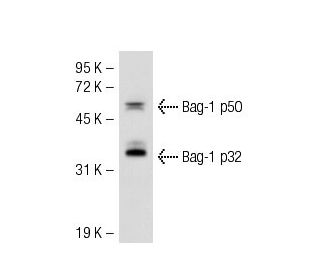 Bag-1 Antibody (F-7) - Western Blotting - Image 51259 