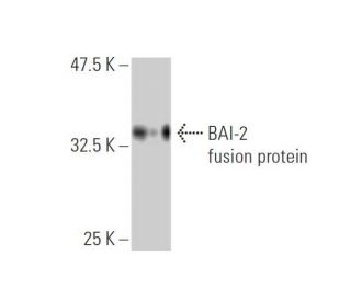 BAI-2 Antibody (6A12) - Western Blotting - Image 348440