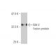 BAI-2 Antibody (6A12) - Western Blotting - Image 348440