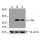 Bak Antibody (AT38E2) - Western Blotting - Image 416474
