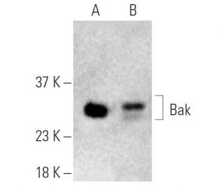 Bak Antibody (C-3) - Western Blotting - Image 395947 