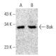 Bak Antibody (G-10) - Western Blotting - Image 398503