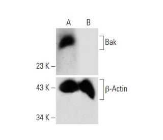 Bak HDR Plasmid (h): sc-400646-HDR. Western blot analysis of Bak expression in non-transfected control (A) and puromycin,