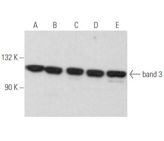 band 3 Antibody (A-6) - Western Blotting - Image 355799 
