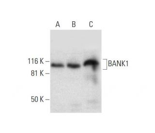 BANK1 Antibody (F-8) - Western Blotting - Image 296980 