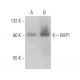 BAP1 Antibody (3C11) - Western Blotting - Image 360915
