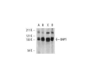 BAP1 Antibody (F-6) - Western Blotting - Image 12705 