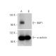 BAP1 Antibody (F-6) - Western Blotting - Image 332314