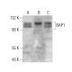BAP1 Antibody (F-6) - Western Blotting - Image 376213 