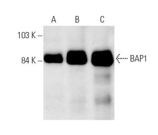 BAP1 Antibody (C-4) - Western Blotting - Image 9541Each CRISPR/Cas9 Knockout (KO) Plasmid product consists of a pool of 3 plasmids designed to ensure identification and cleavage of a specific gene for maximum knockout efficiency. Each plasmid encodes a unique 20 nt sequence derived from the GeCKO (v2) library.