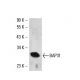 BAP31 Antibody (6D148) - Western Blotting - Image 17715 