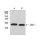 BAP31 Antibody (6D148) - Western Blotting - Image 378111 