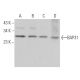 BAP31 Antibody (B-10) - Western Blotting - Image 363533