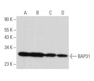 BAP31 Antibody (CC-1) - Western Blotting - Image 357216 
