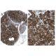 BAP31 Antibody (CC-4) - Immunohistochemistry - Image 31592 