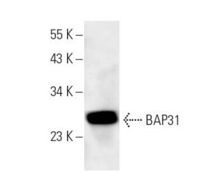 BAP31 Antibody (CC-4) - Western Blotting - Image 14277 