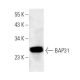BAP31 Antibody (CC-4) - Western Blotting - Image 14277 