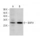 BAP31 Antibody (CC-4) - Western Blotting - Image 382262