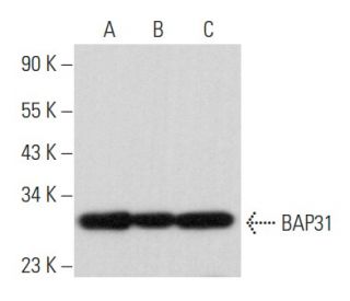 BAP31 Antibody (D-6) - Western Blotting - Image 357212 