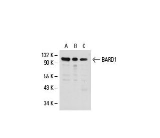 BARD1 Antibody (E-11) - Western Blotting - Image 20469 