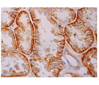 Barttin Antibody (A-1) - Immunohistochemistry - Image 284871 