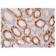 Barttin Antibody (A-3) - Immunohistochemistry - Image 285747 
