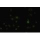 Barx1 Antibody (392.8) - Immunofluorescence - Image 35505