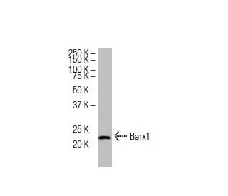 Barx1 Antibody (392.8) - Western Blotting - Image 33605 