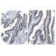 Basal bodies/ciliated cells Antibody (LhS 28) - Immunohistochemistry - Image 37614
