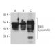 Basic Cytokeratin Antibody (3G129) - Western Blotting - Image 363890 