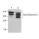 Basic Cytokeratin Antibody (3G129) - Western Blotting - Image 383758 