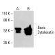 Basic Cytokeratin Antibody (3G129) - Western Blotting - Image 413255