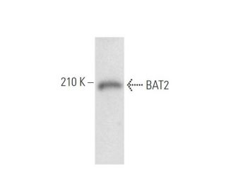 BAT2 Antibody (A-10) - Western Blotting - Image 305641 