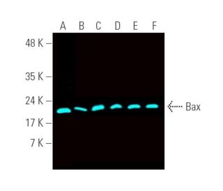 Bax Antibody (2D2) - Western Blotting - Image 390868 
