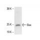 Bax Antibody (4H32) - Western Blotting - Image 411219 