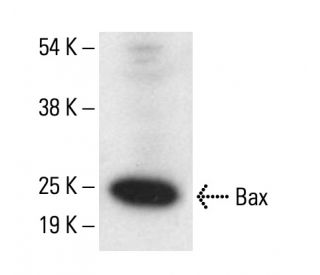 Bax Antibody (4H32) - Western Blotting - Image 411774 