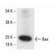 Bax Antibody (4H32) - Western Blotting - Image 411774 