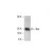 Bax Antibody (4H32) - Western Blotting - Image 412195