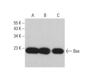 Bax Antibody (SPM336) - Western Blotting - Image 377061 