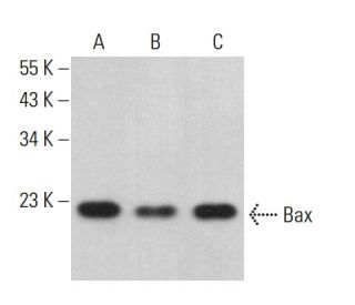 Bax Antibody (YTH6A7) - Western Blotting - Image 379625 