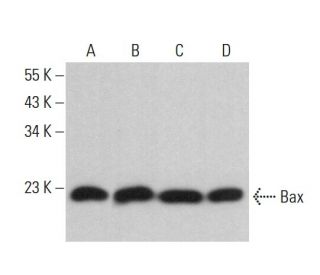 Bax Antibody (6D149) - Western Blotting - Image 379622