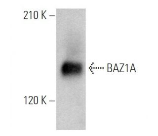BAZ1A Antibody (D-5) - Western Blotting - Image 368942 