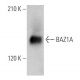 BAZ1A Antibody (D-5) - Western Blotting - Image 368942 