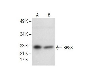 BBS3 Antibody (C-5) - Western Blotting - Image 285180 