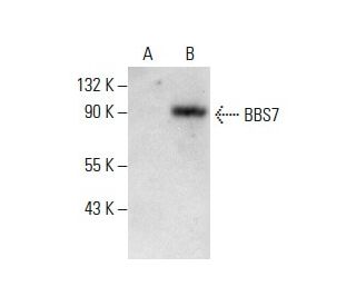 BBS7 Antibody (E-8) - Western Blotting - Image 288057 