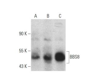 BBS8 Antibody (E-2) - Western Blotting - Image 127941 