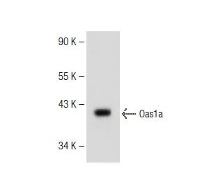 BC sub 3H1 Cell Lysate: sc-2299. Western blot analysis of Oas1a expression... 
