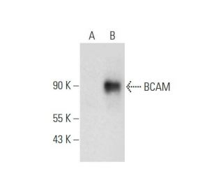 BCAM Antibody (A-4) - Western Blotting - Image 332766