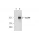 BCAM Antibody (A-4) - Western Blotting - Image 332766
