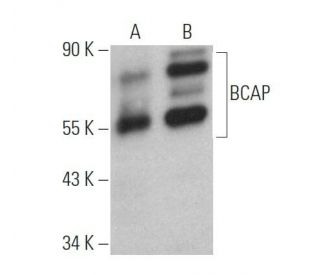 BCAP Antibody (E-5) - Western Blotting - Image 373111 